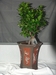 Izbová rastlina Bonsai