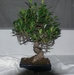 Izbová rastlina  bonsai