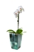 Kvetináč ORCHIDEA